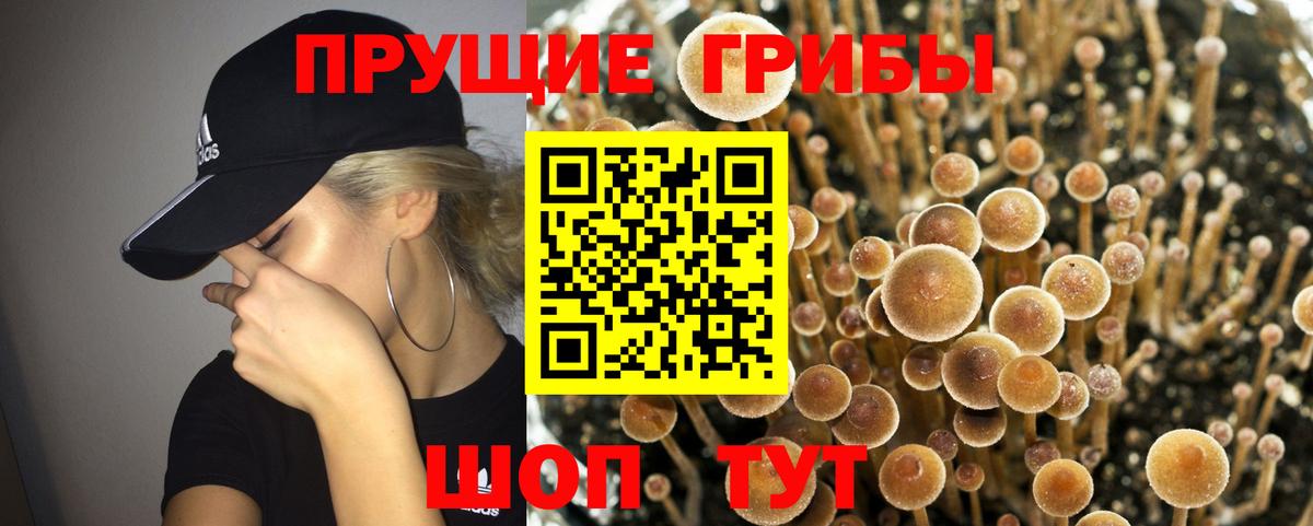 Люберцы  Псилоцибиновые грибы Psilocybine cubensis  Вход с VPN 